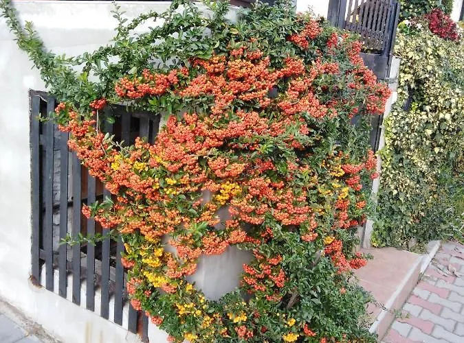 Apartment Fenix
